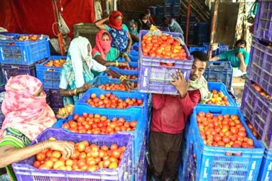 Tomato Prices Touch Rs 100 mark