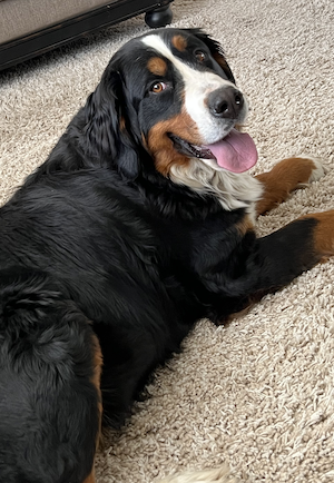 Affordable pet supplies Utah Affordable pet supplies Utah