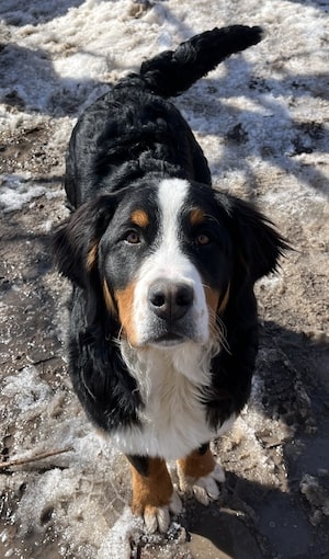 Family Mountain Dogs