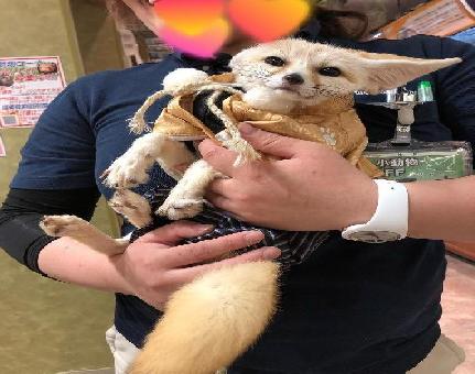 Is it Legal to Own a fennec fox
