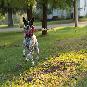 Sit Means Sit Dog Training - Littleton CO
