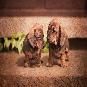 Starlight Dachshund Pups