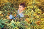 Pot legalization in Massachusetts, Massachusetts, pot to be legal in massachusetts, Civil nuclear pact Pot legalization in Massachusetts, Massachusetts, pot to be legal in massachusetts, Civil nuclear pact