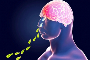 Brain-Eating Amoeba in Kerala: Why and How it Spreads? Brain-Eating Amoeba in Kerala: Why and How it Spreads?