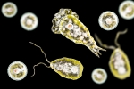 Kerala, Brain-Eating Amoeba, 19 killed in kerala due to brain eating amoeba, Young adults Kerala, Brain-Eating Amoeba, 19 killed in kerala due to brain eating amoeba, Young adults