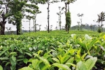 Coorg coffee export, Coorg breaking, coorg the coffee capital of india, Karnataka Coorg coffee export, Coorg breaking, coorg the coffee capital of india, Karnataka