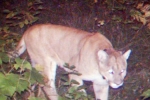 Cougar in Michigan, Michigan new, first cougar sighting confirmed in lower peninsula, Upper peninsula