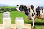 Cow Milk Protein bad for health, Cow Milk Protein new tips, can cow milk protein lead to type 1 diabetes, Cow milk protein Cow Milk Protein bad for health, Cow Milk Protein new tips, can cow milk protein lead to type 1 diabetes, Cow milk protein