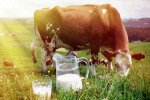 Cow Milk, Cow Milk for health, ten health benefits of consuming cow milk, Skin regeneration Cow Milk, Cow Milk for health, ten health benefits of consuming cow milk, Skin regeneration