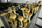 Psychedelic mushrooms, decriminalize psychedelic mushrooms, denver voters approve measure to decriminalize magic mushrooms, Psyche