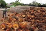 European Union, India, indonesia to divert palm oil exports to india following cut in eu imports, The palm