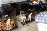 Dog Meat consumption, Dog Meat South Korea latest, consuming dog meat is a right of consumer choice, Dogs
