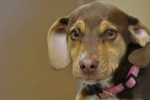 Dogs saves 3-year-old, Dog saves life of a 3-year-old girl in the Cold, dog saves a 3 year old girl naked in the cold, Upper peninsula