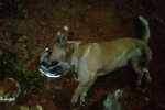 stray dogs in Hyderabad, Andhra Pradesh, about 50 dogs allegedly poisoned killed by township in hyd, Animal cruelty
