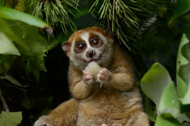 Cute But Deadly- The Critically Endangered Slow Lorises