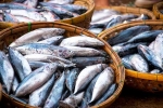 Fish good, Fish health benefits, eat this fish twice a week to stop hair loss, Iq level