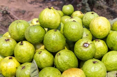 Who Should be Careful with Guava? Who Should be Careful with Guava?