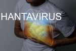 Hantavirus Transmission WHO, Hantavirus Transmission spread, hantavirus requires prolonged close contact for transmission, Flu Hantavirus Transmission WHO, Hantavirus Transmission spread, hantavirus requires prolonged close contact for transmission, Flu