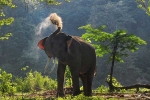 Sujatha, Indian Elephant, beloved 47 year old indian elephant dies in california zoo, Hydrotherapy Sujatha, Indian Elephant, beloved 47 year old indian elephant dies in california zoo, Hydrotherapy