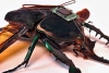 Insects Robotized to Hunt for Survivors in a Collapsed Building