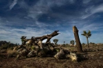 joshua tree national park weather, what is near joshua tree national park, joshua tree national park may take 300 years to recover from shutdown, Government shutdown