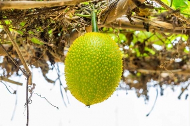 This Miraculous Plant can Neutralise Snake Venom in Minutes
