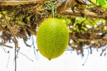 Snake Venom medicine for Snake Venom, plant medicine for Snake Venom, this miraculous plant can neutralise snake venom in minutes, Snake venom Snake Venom medicine for Snake Venom, plant medicine for Snake Venom, this miraculous plant can neutralise snake venom in minutes, Snake venom