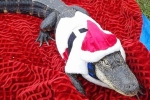 Rambo alligator, License for alligator, license sanctioned for rambo, Rambo 5 Rambo alligator, License for alligator, license sanctioned for rambo, Rambo 5