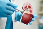 Creatinine Levels, Creatinine Levels for kidneys, tips to lower your creatinine levels, Red meat