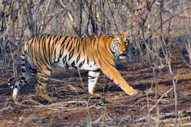 43 Tigers Killed in Madhya Pradesh