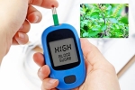 Blood Sugar Levels immunity, Blood Sugar Levels immunity, how to maintain blood sugar level to boost immunity, Antiviral