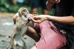 Monkey Bite tips, Monkey Bite health, what to do after a monkey bite, Dog Monkey Bite tips, Monkey Bite health, what to do after a monkey bite, Dog