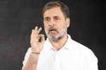 Rahul Gandhi news, Rahul Gandhi on Supreme Court news, rahul gandhi on supreme court s ruling on stray dogs, Congress president