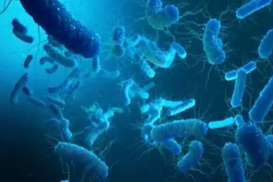 Shigella Infection Alert In Kerala