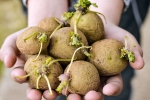 Sprouted Potatoes latest breaking, Sprouted Potatoes advantages, what happens when you eat sprouted potatoes, French fries Sprouted Potatoes latest breaking, Sprouted Potatoes advantages, what happens when you eat sprouted potatoes, French fries