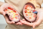 Supplements to Avoid, Supplements to Avoid for liver problems, supplements to avoid if you have kidney and liver problems, Toxic Supplements to Avoid, Supplements to Avoid for liver problems, supplements to avoid if you have kidney and liver problems, Toxic