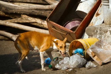Key Challenges after Supreme Court's Order on Stray Dogs