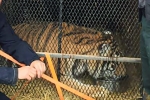 Texas Man, joint in texas, texas man goes into abandoned warehouse to smoke a joint finds tiger instead, Houston police