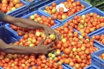 Tomato prices updates, Tomato prices latest, tomato prices comes down finally, Maharashtra