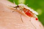 Zika Virus in UK, Zika Virus in UK, zika virus cases found in uk, French guiana Zika Virus in UK, Zika Virus in UK, zika virus cases found in uk, French guiana