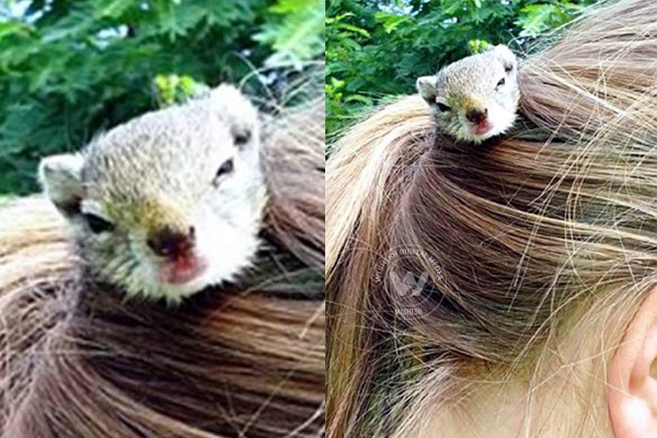 Squirrel resides in girl&rsquo;s ponytail},{Squirrel resides in girl&rsquo;s ponytail