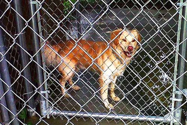 Family dog mauls 9-month-old Tempe girl, still critical  },{Family dog mauls 9-month-old Tempe girl, still critical  