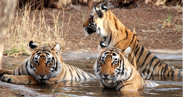 Tiger poaching cases peak in seven years in India},{Tiger poaching cases peak in seven years in India