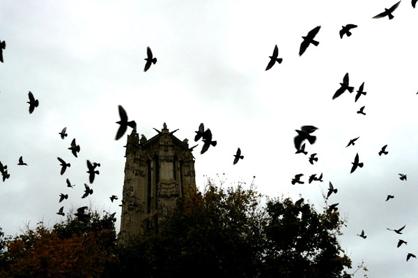 Black swift birds invade woman's home},{Black swift birds invade woman's home