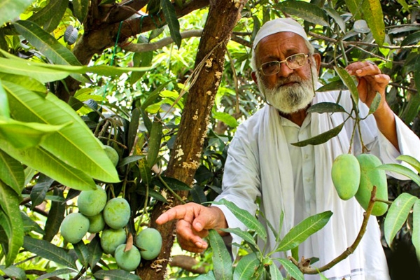 Kalimullah named his new variety mango as &lsquo;Modi Mango&rsquo; },{Kalimullah named his new variety mango as &lsquo;Modi Mango&rsquo; 