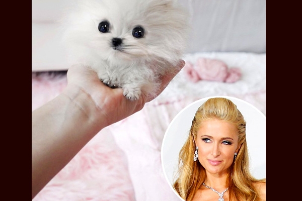 Paris Hilton buys a $13,000 worth Pomerian},{Paris Hilton buys a $13,000 worth Pomerian