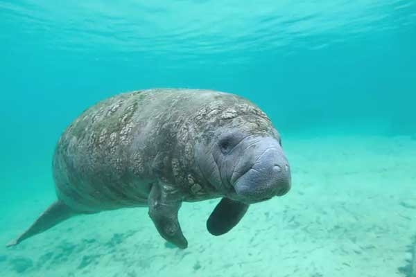 Toxic 'Red Tide' in Florida Causes Rise in Manatee Deaths