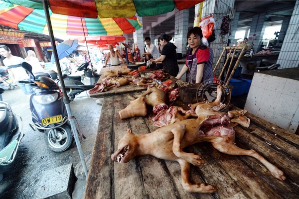 Is Yulin's dog-eating festival cruellest in the world?},{Is Yulin's dog-eating festival cruellest in the world?
