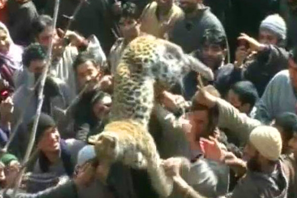 Leopard carcass paraded as trophy