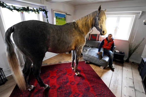 Horse prefers owner's home to his stable},{Horse prefers owner's home to his stable
